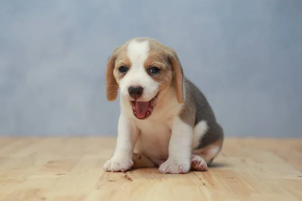 Schattig beagle pup in actie — Stockfoto