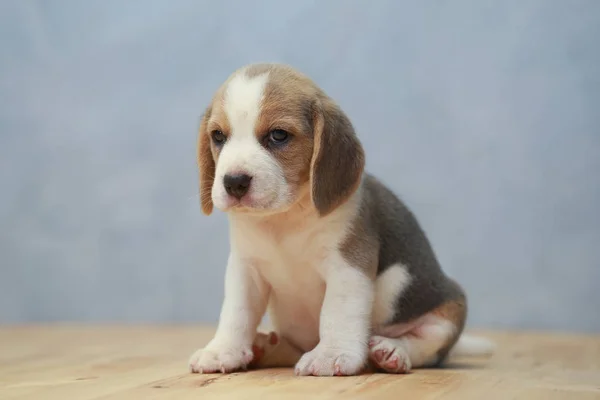 Niedlicher Beagle-Welpe in Aktion — Stockfoto