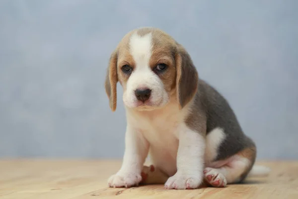 Niedlicher Beagle-Welpe in Aktion — Stockfoto