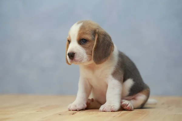 Beagle cute puppy dalam tindakan — Stok Foto