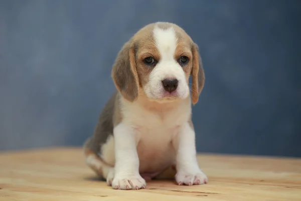 Niedlicher Beagle-Welpe in Aktion — Stockfoto