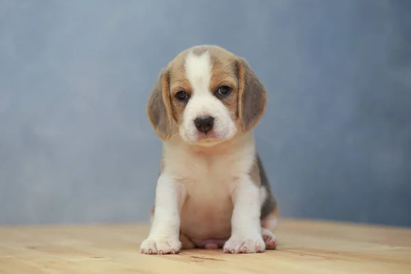Bonito beagle filhote de cachorro em ação — Fotografia de Stock
