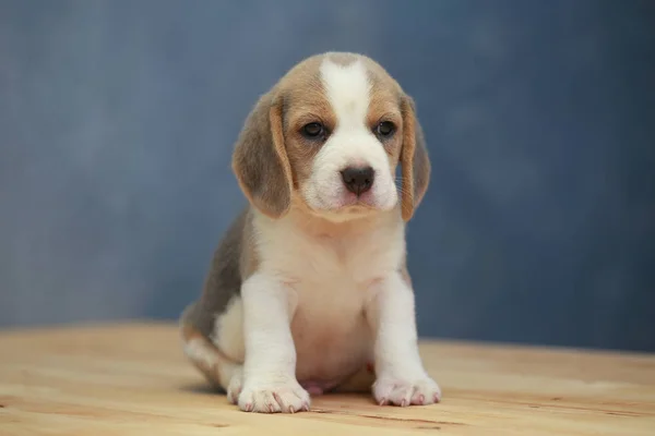 Niedlicher Beagle-Welpe in Aktion — Stockfoto