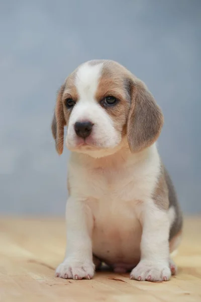 Söt beagle valp i aktion — Stockfoto