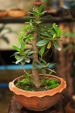 Bitkiler ve yosun bitki tencerede