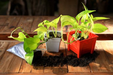  Turuncu pot ve toprak fabrikaları
