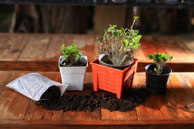  Turuncu pot ve toprak fabrikaları