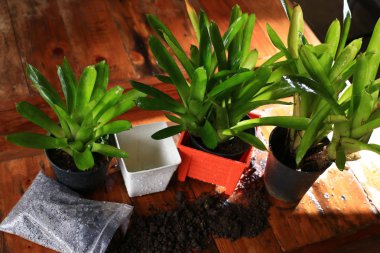  Turuncu pot ve toprak fabrikaları