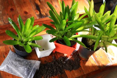  Turuncu pot ve toprak fabrikaları