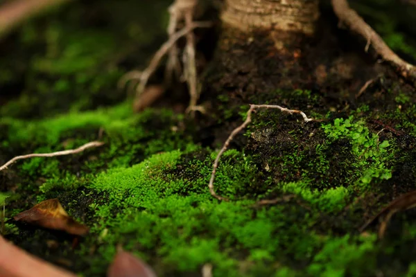 Växter och moss växt i kruka — Stockfoto