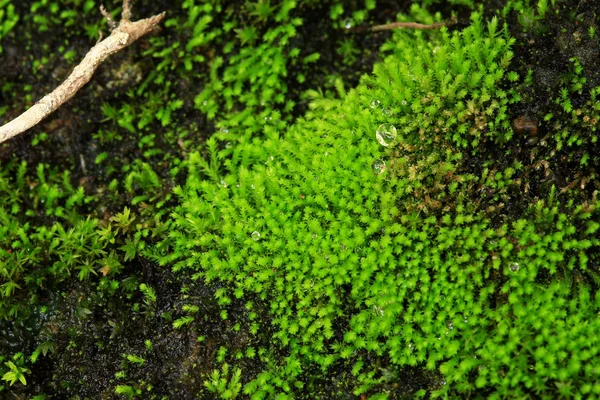 Växter och moss växt i kruka — Stockfoto