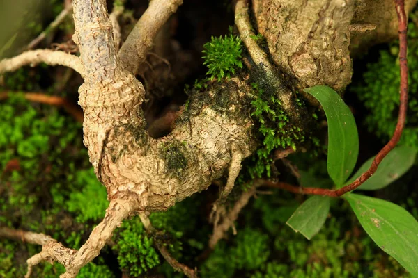 Växter och moss växt i kruka — Stockfoto