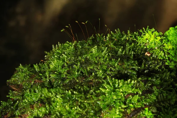 Växter och moss växt i kruka — Stockfoto