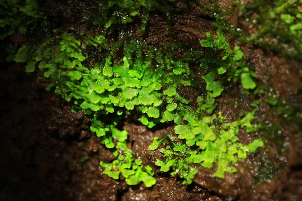 Bitkiler ve yosun bitki tencerede — Stok fotoğraf