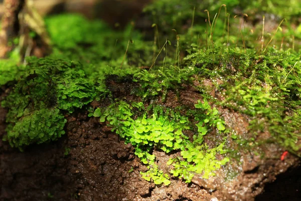 Växter och moss växt i kruka — Stockfoto