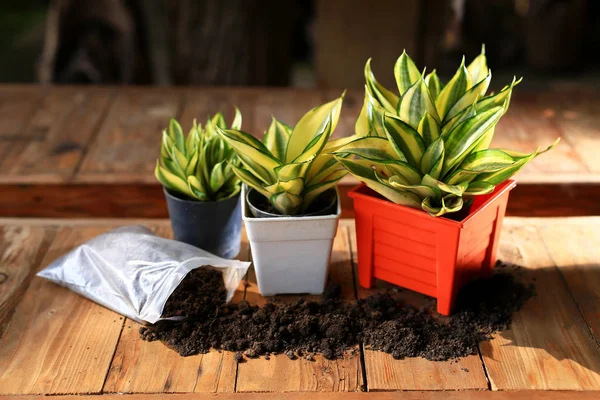  Turuncu pot ve toprak fabrikaları