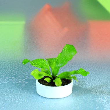 Beyaz tencerede küçük bitki 