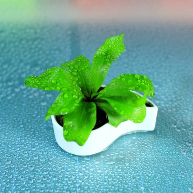 Beyaz tencerede küçük bitki 