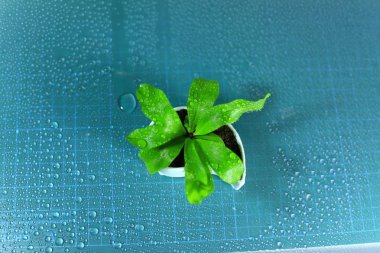 Beyaz tencerede küçük bitki 