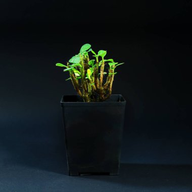 siyah arka plan üzerine plastik tencerede iç mekan bitkileri