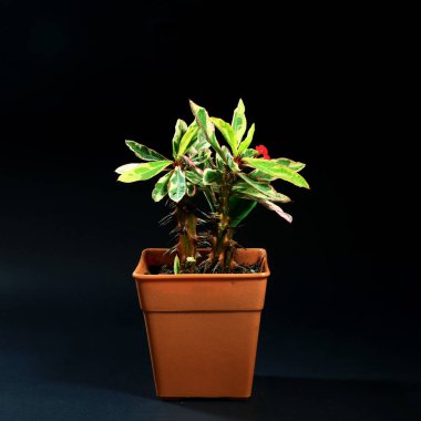 siyah arka plan üzerine plastik tencerede iç mekan bitkileri