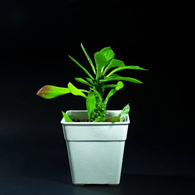 siyah arka plan üzerine plastik tencerede iç mekan bitkileri