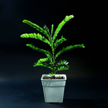 siyah arka plan üzerine plastik tencerede iç mekan bitkileri