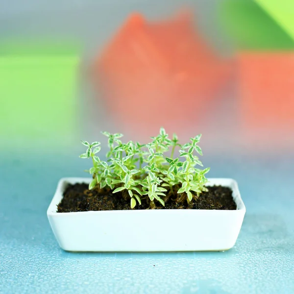 little Plant in white pot