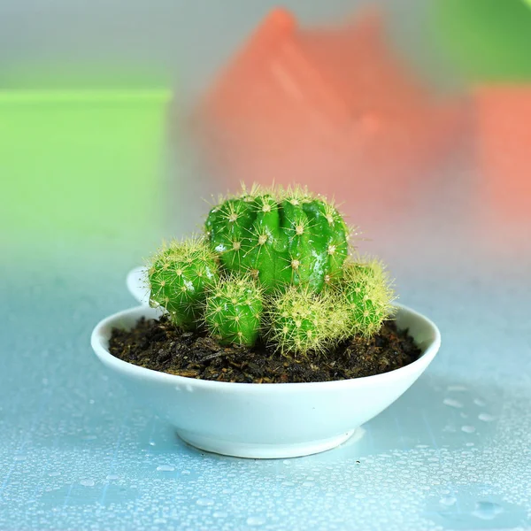 little Plant in white pot