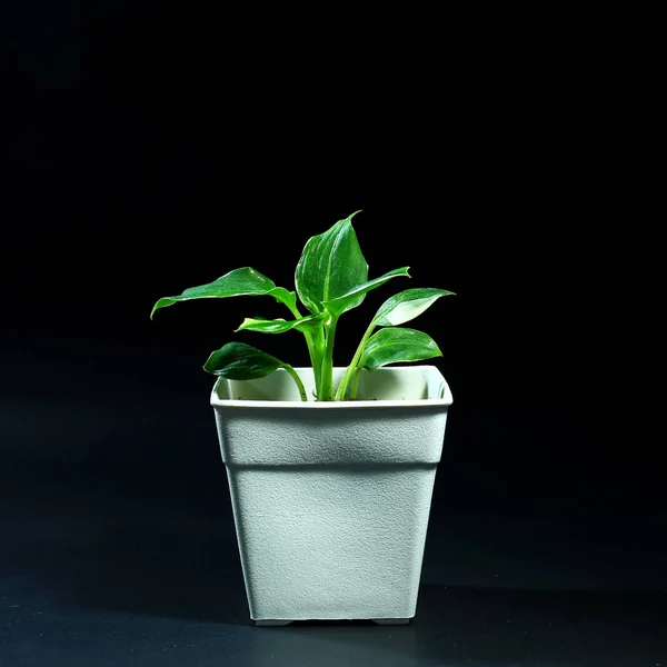 Rośliny rosnące w pomieszczeniach w plastikowej doniczce na czarnym tle — Zdjęcie stockowe