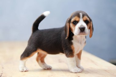 güçlü kadın beagle yavru eylem