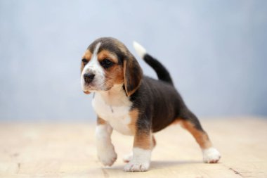 güçlü kadın beagle yavru eylem
