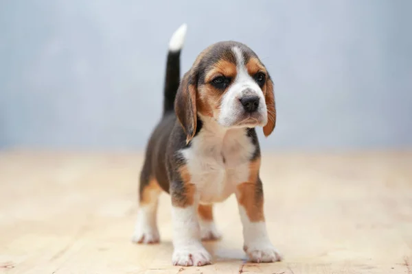 Fuerte hembra beagle cachorro en acción —  Fotos de Stock