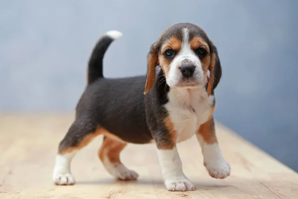 Fuerte hembra beagle cachorro en acción —  Fotos de Stock