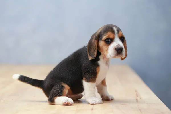 Anjing beagle betina yang kuat dalam tindakan — Stok Foto