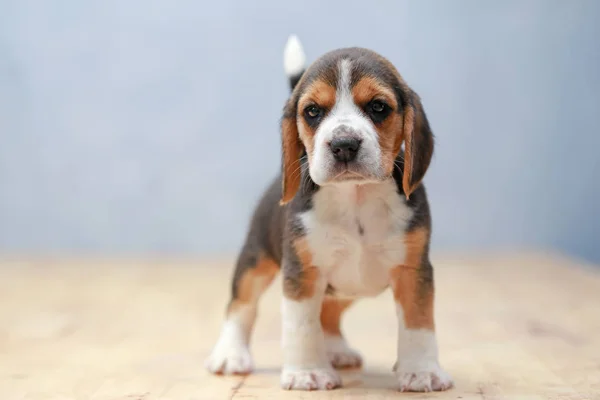 Fuerte hembra beagle cachorro en acción —  Fotos de Stock