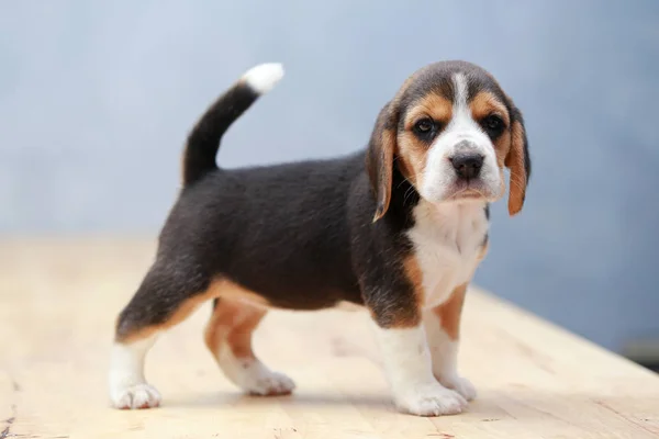 Stark kvinnlig beagle valp i aktion — Stockfoto