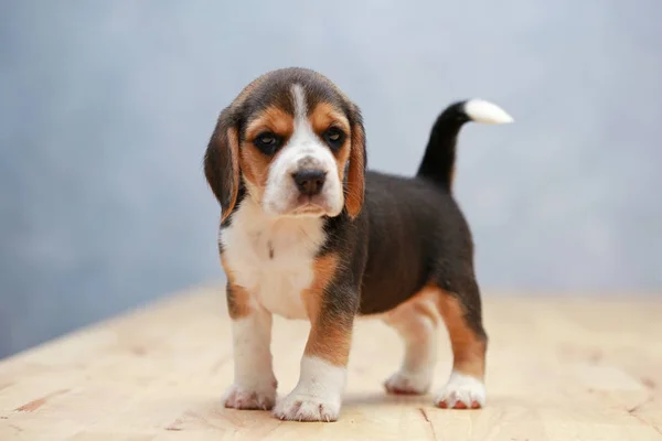 Fuerte hembra beagle cachorro en acción —  Fotos de Stock