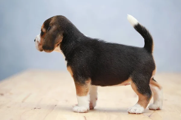 Silne kobiece beagle szczeniak w akcji — Zdjęcie stockowe