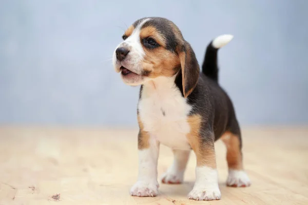 Anjing beagle betina yang kuat dalam tindakan — Stok Foto
