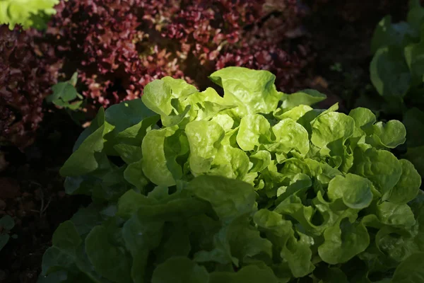 Bahçe taze çiğ salata