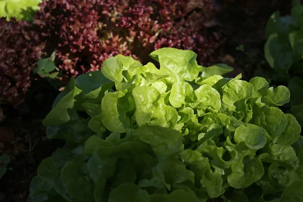 Friss nyers saláta-kertben Stock Kép