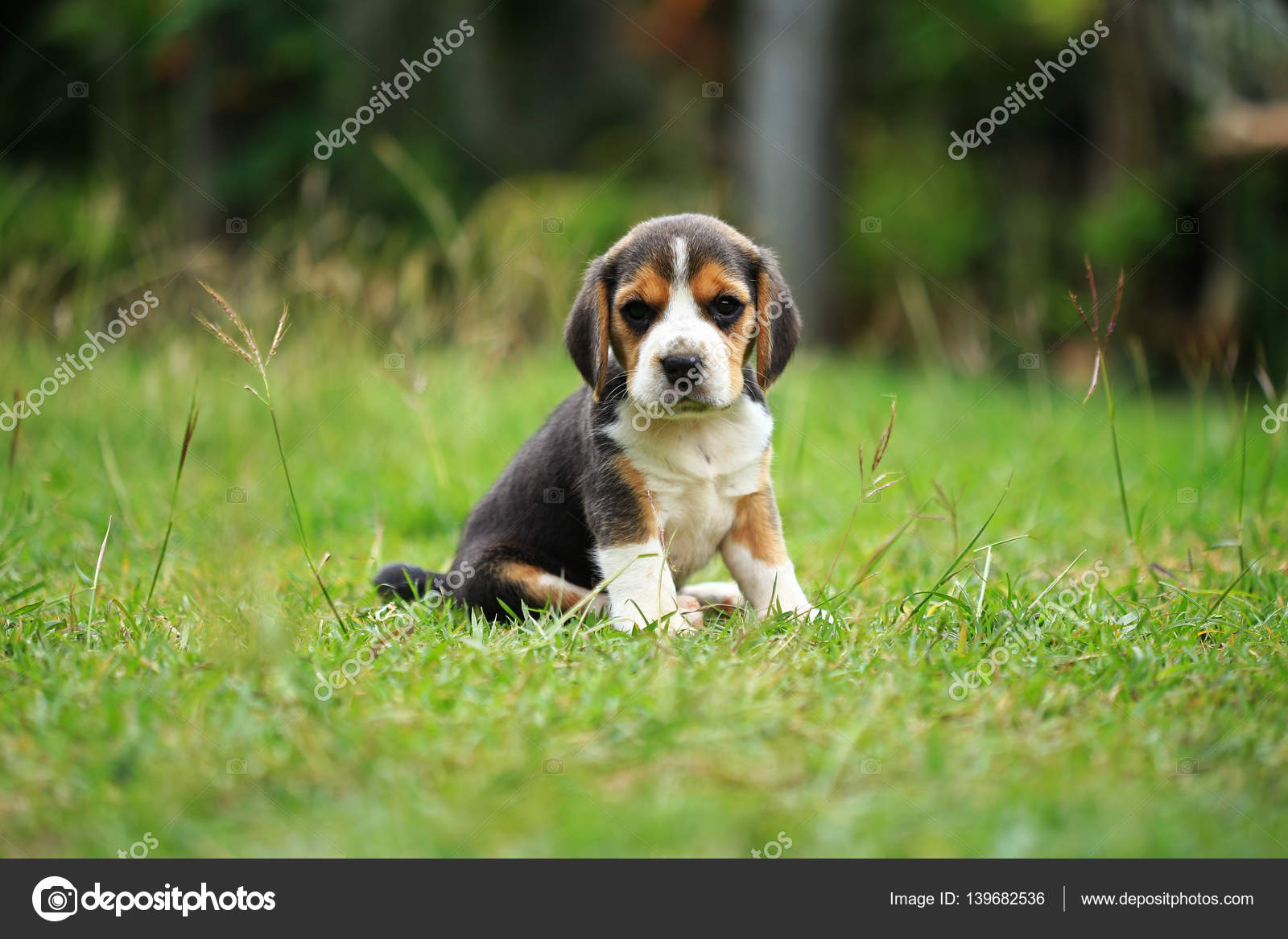 Purebred beagle puppy is learning the world in first time — Stock