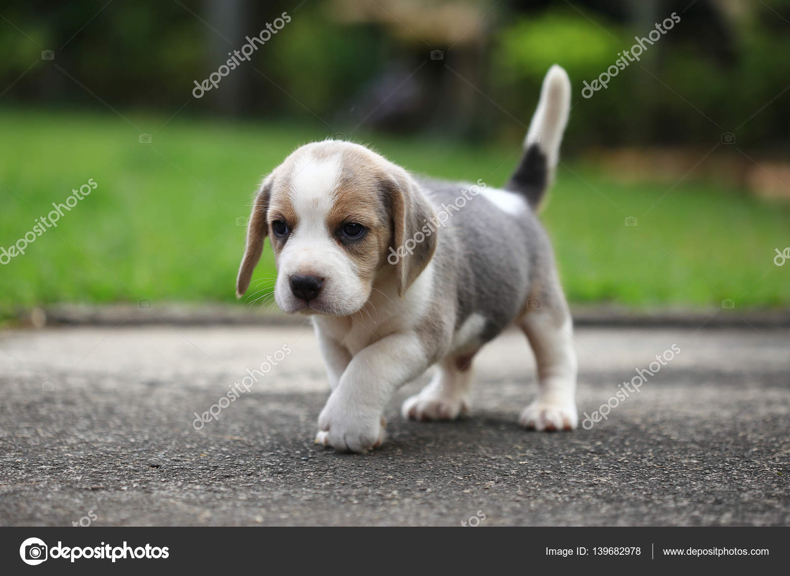 Purebred beagle puppy is learning the world in first time — Stock