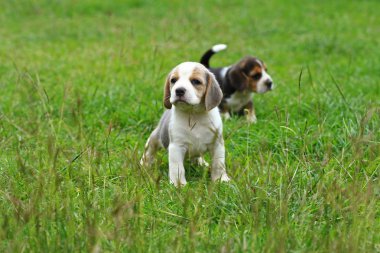  safkan beagle köpek ilk kez dünya öğrenme