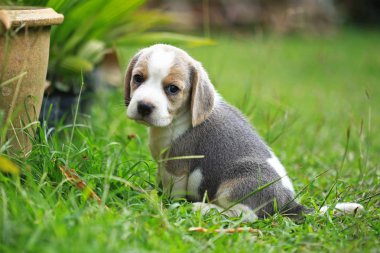  safkan beagle köpek ilk kez dünya öğrenme