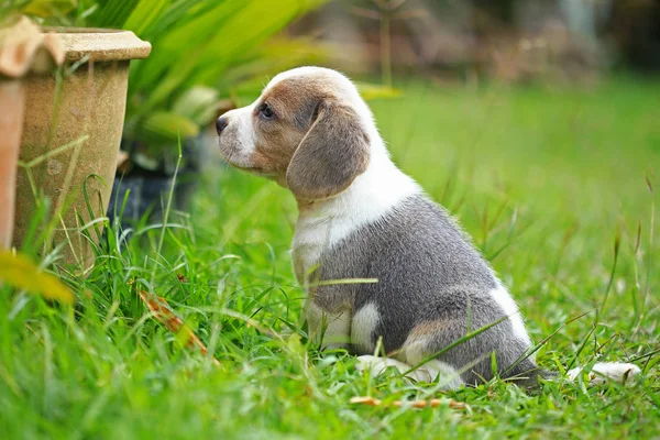 Cachorro beagle pura raza está aprendiendo el mundo en primera vez —  Fotos de Stock