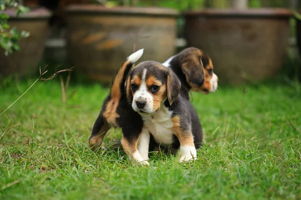Cachorro beagle pura raza está aprendiendo el mundo en primera vez — Foto de Stock