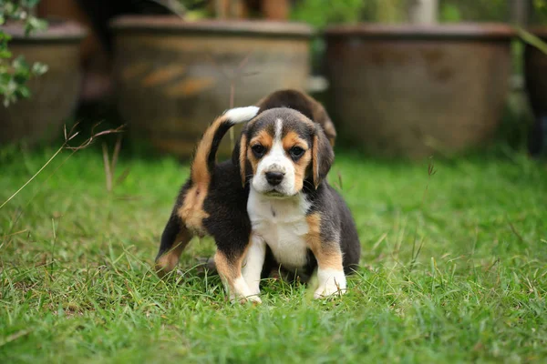 Cachorro beagle pura raza está aprendiendo el mundo en primera vez —  Fotos de Stock