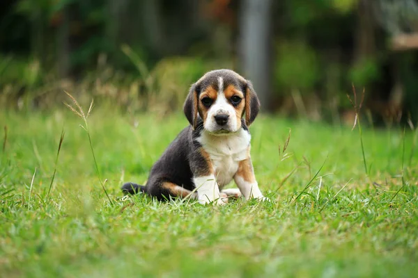 Cachorro beagle de raça pura está aprendendo o mundo na primeira vez — Fotografia de Stock